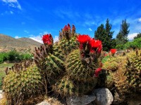 Florecen los cactus...