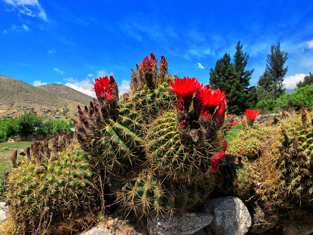 "Florecen los cactus..." de Juan Carlos Barilari