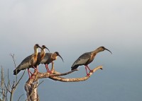 As ` Curicacas ` o despertador do Pantanal.....