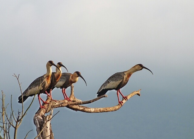 "As ` Curicacas ` o despertador do Pantanal....." de Decio Badari