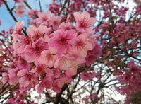 Com o celular, meu olhar na flor da Cerejeira.....