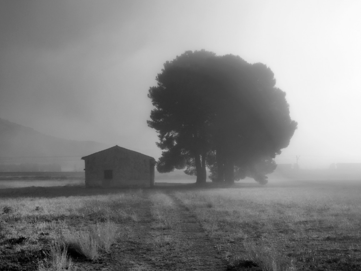 "Casa con pinos y niebla" de Francisco Jos Cerd Ortiz