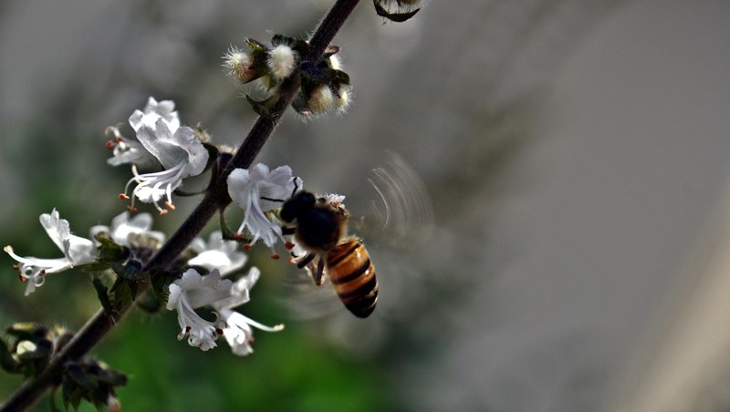 "Favor ler sobre a atividade das abelhas........" de Decio Badari