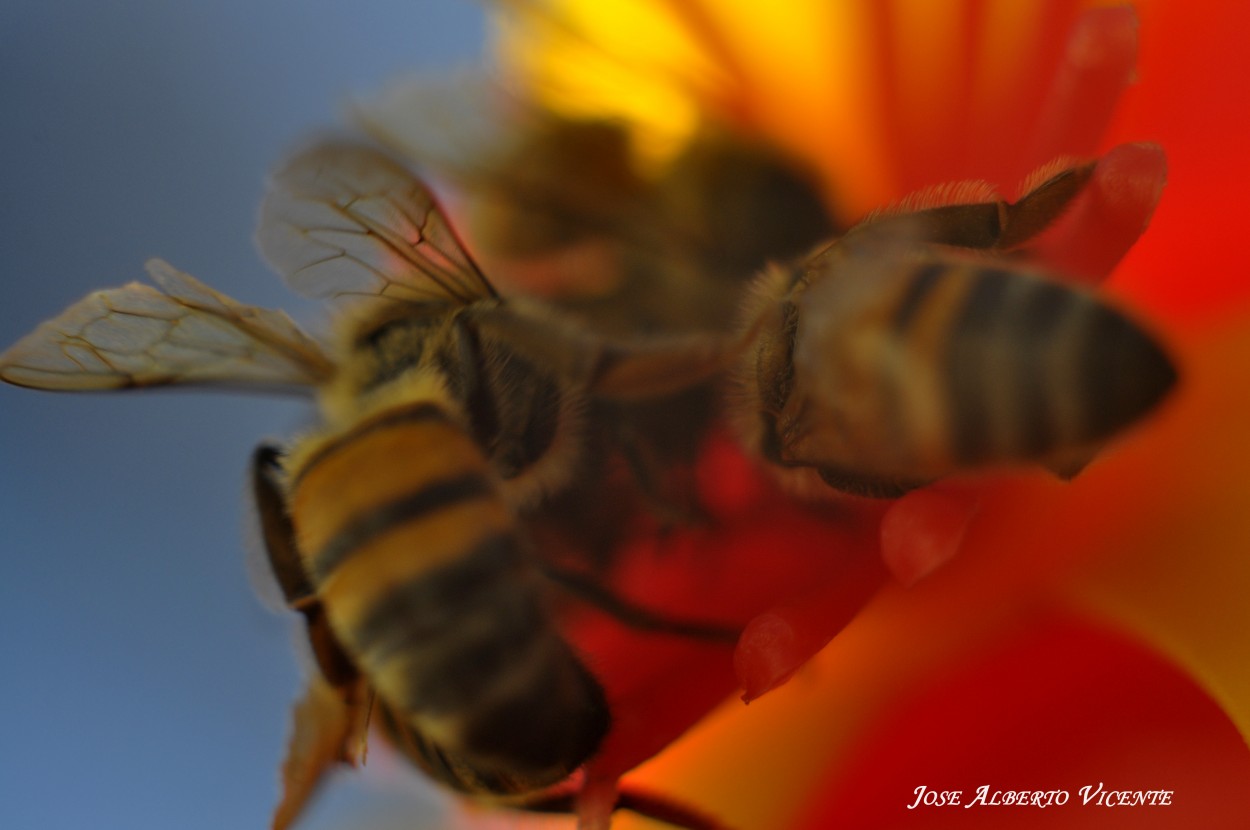 "abejas" de Jose Alberto Vicente