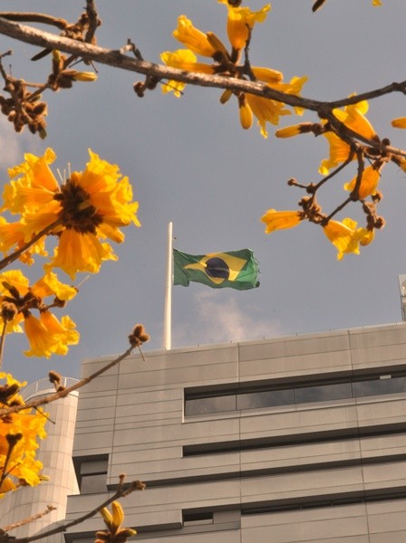 "No dia ` da independncia do Brasil ` as cores...." de Decio Badari