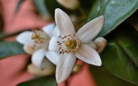 naranjo en flor