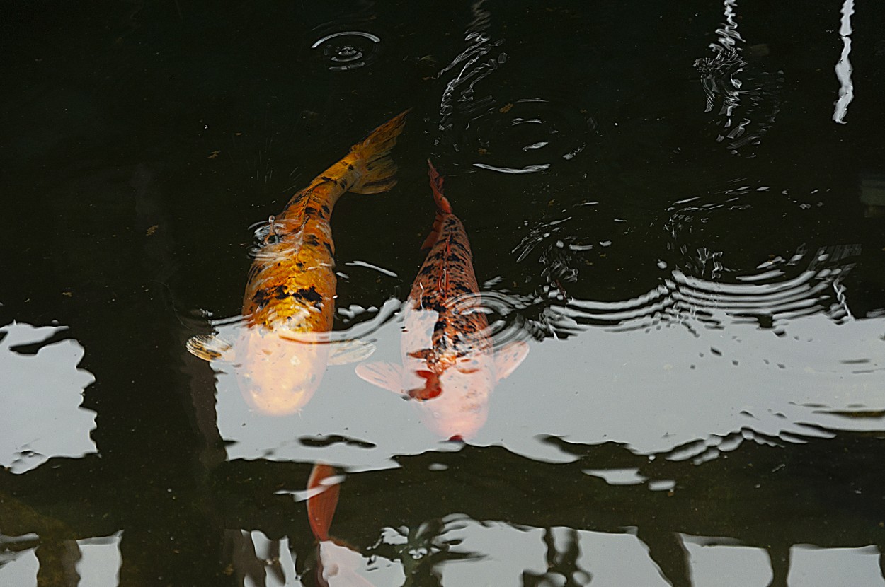 "Reflejos en el estanque II" de Patricia Briglia