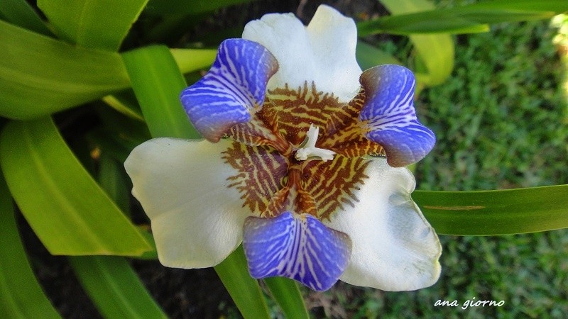 "Iris neomarica" de Ana Giorno