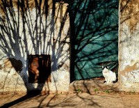 La sombra y el gato