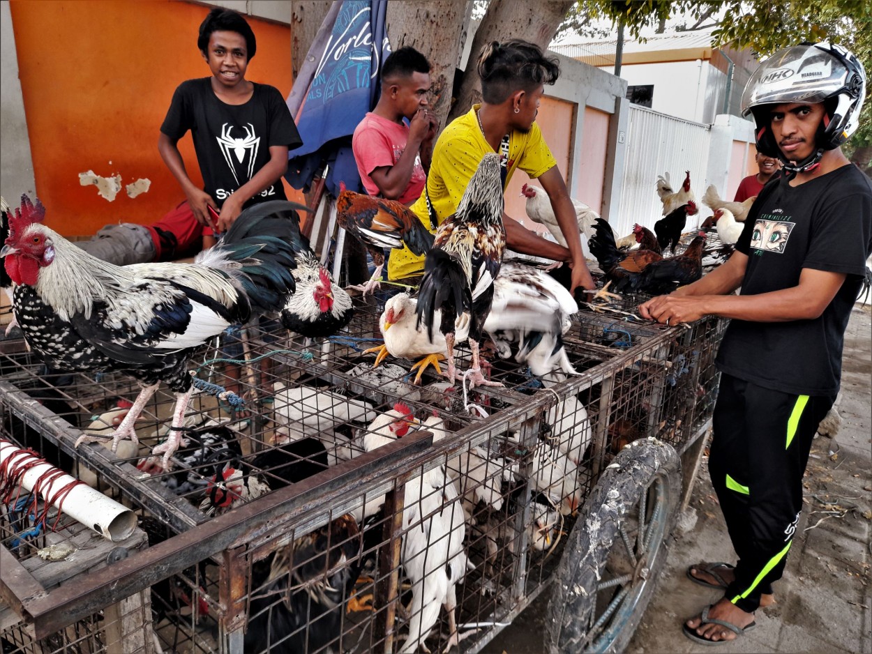 "Mercado de Galos em Dli - Timor - Leste" de Len Quintanilha