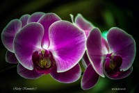 Phalaenopsis - Orqudea