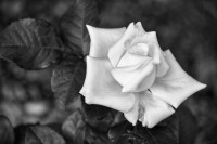 Una rosa blanca...
