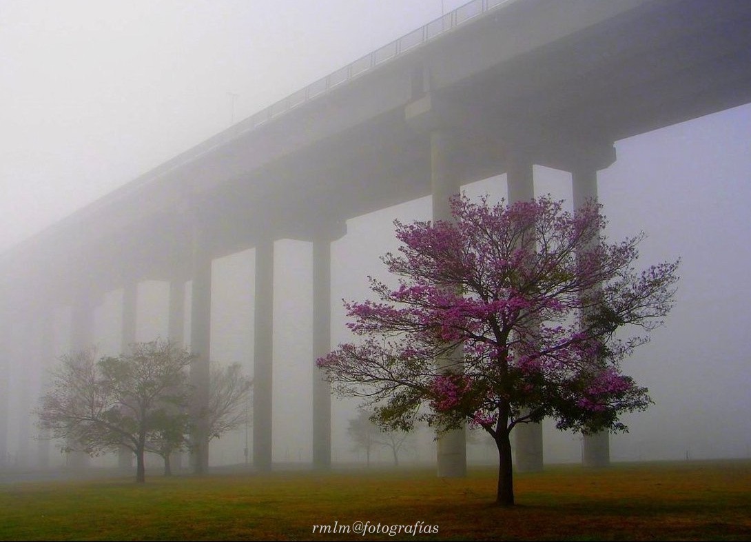 "Primavera con niebla" de Ricardo Mximo Lopez Moral