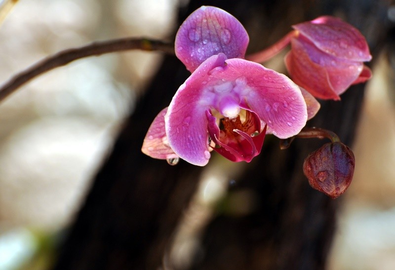 "Orqudea Phalaenopsis 3 hastes......." de Decio Badari