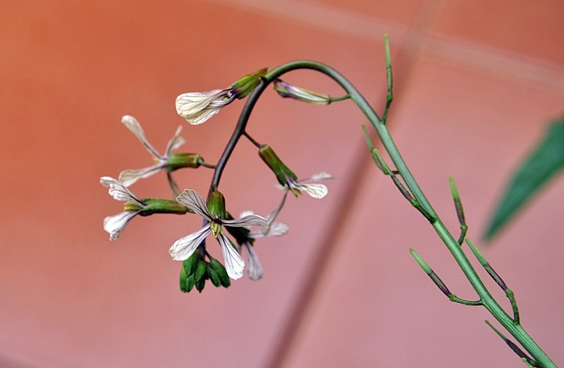"As pequeninas flores da ` Rucula `......." de Decio Badari