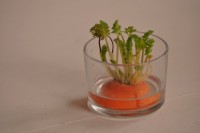 Um pedaço de Cenoura, eis um ` Terrario `......