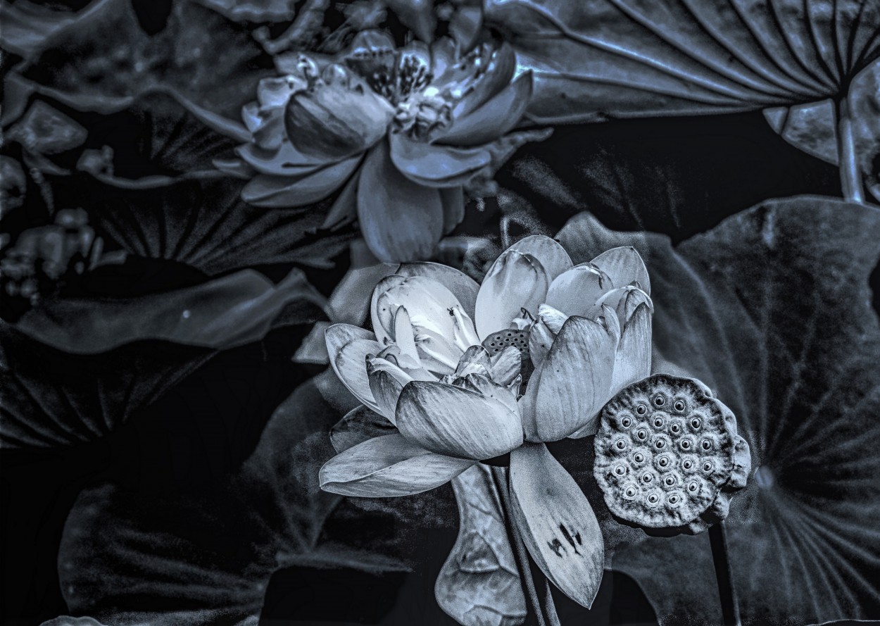 "flor de loto" de Viviana Garca