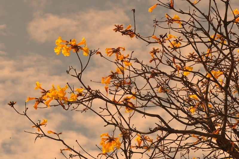 "Ip-amarelo, uma saudao a Primavera....." de Decio Badari