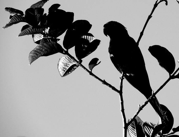 "O preto e branco  atemporal......." de Decio Badari