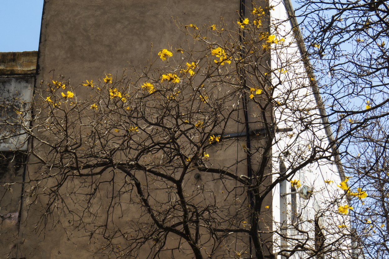 "`Lapacho amarillo I`" de Iris Elizabeth Scotto