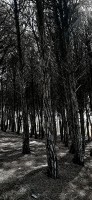 Bosque de pinos