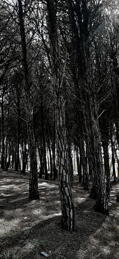 "Bosque de pinos" de Juan Carlos Viegas