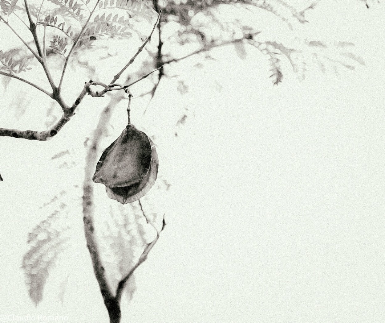 "Dio su fruto.." de Claudio Romano