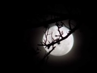 Luna nocturna