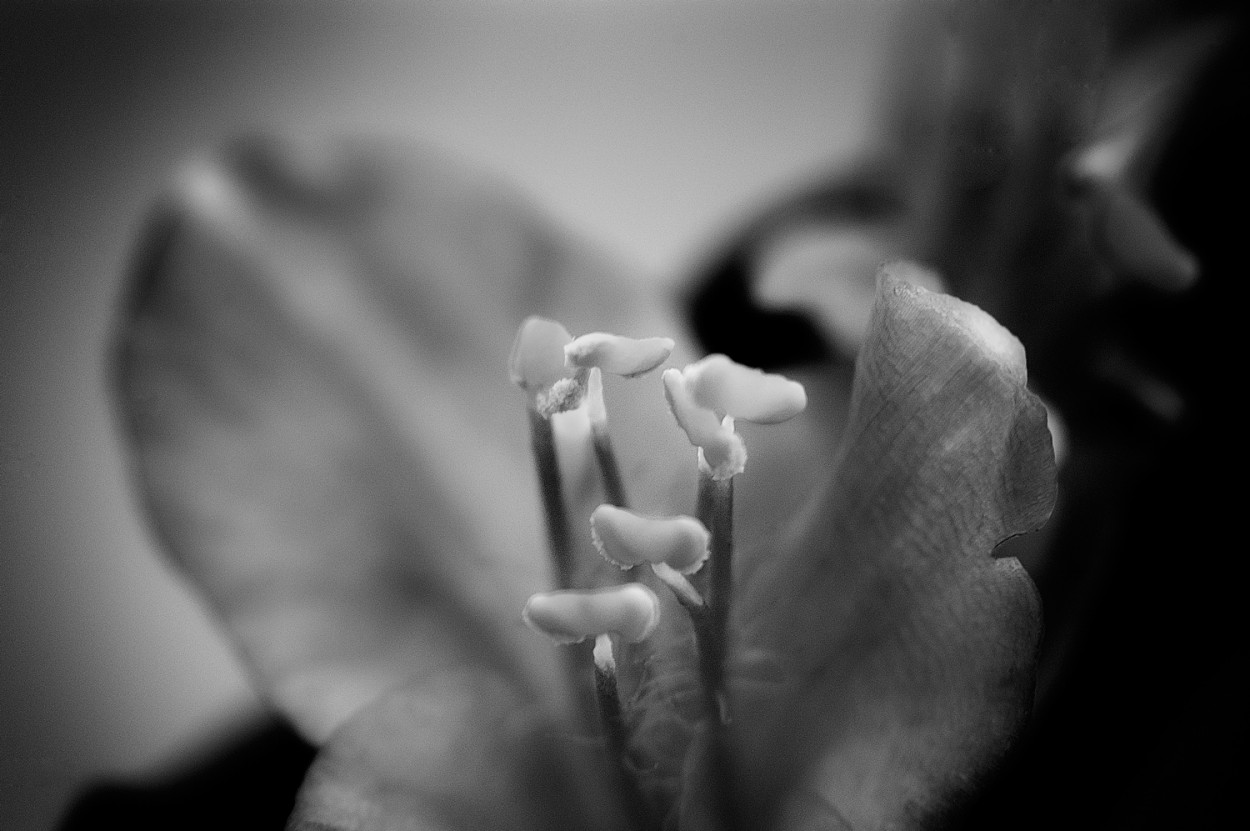"Y seguimos con flores" de Joan Arana