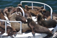 relax en la boya, lobos marinos Iquique Chile