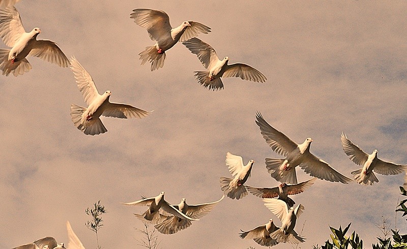 "Volere, volare ou um olhar para o alto....." de Decio Badari