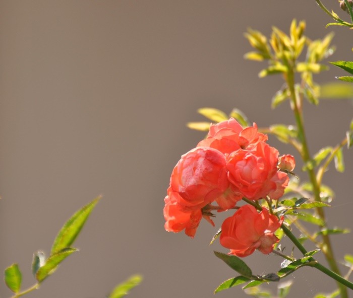 "A primeira rstia do Sol, nas mini-rosas......" de Decio Badari