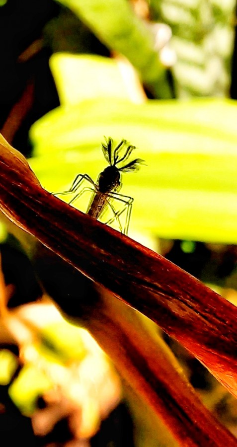 "Mosquito" de Ana Piris