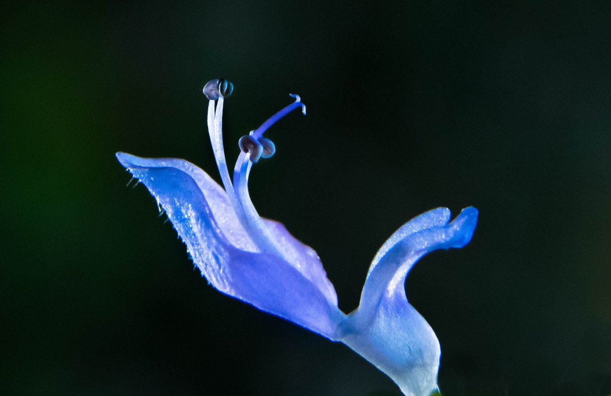 "Flor azul" de Hctor Venezia