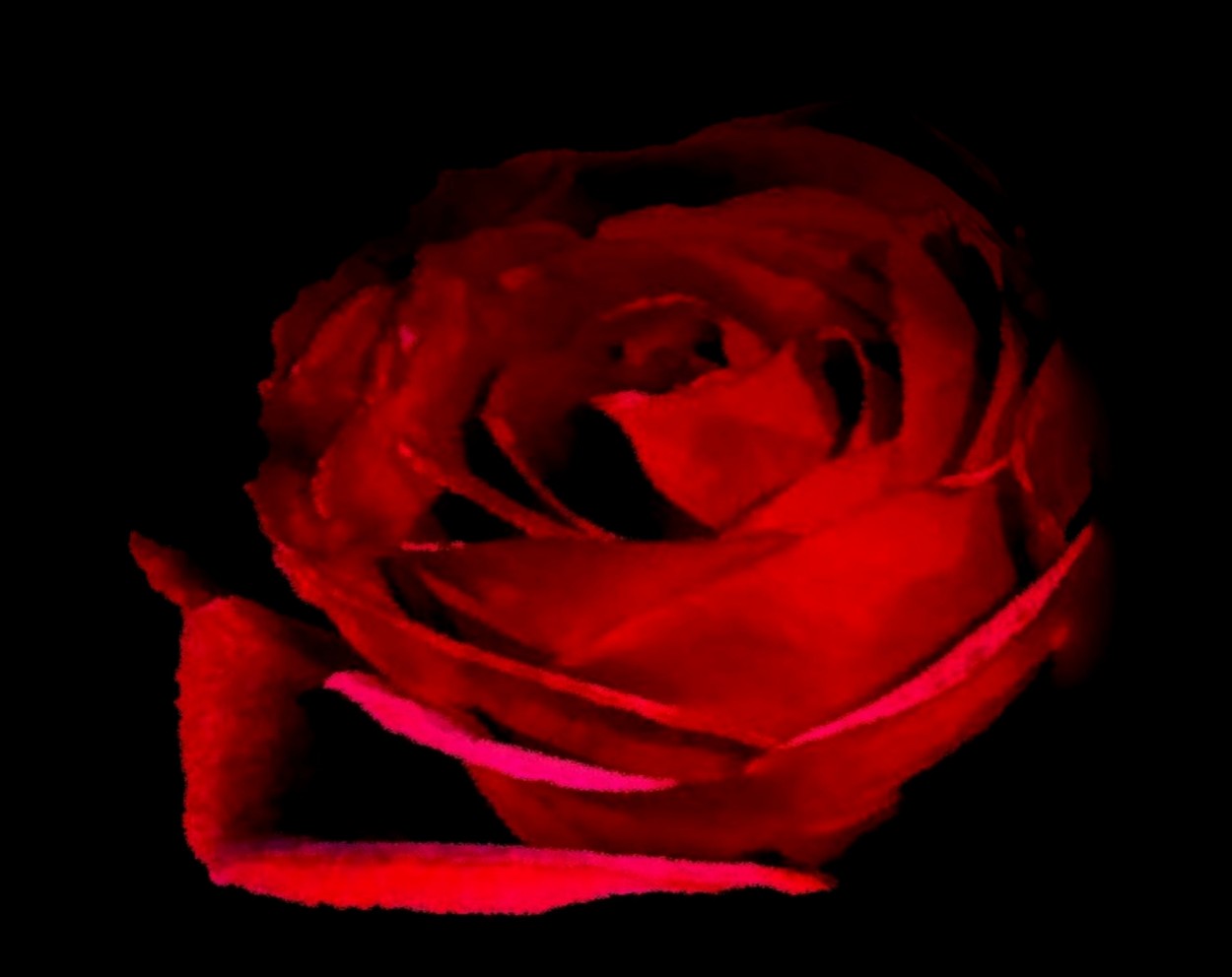 "rosa roja" de Beatriz Di Marzio