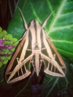 Otra mariposa