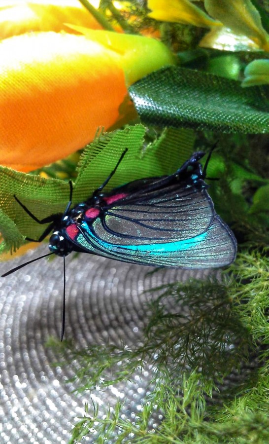 "Mariposa rara y bella." de Ana Piris
