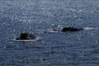 Dos ballenas