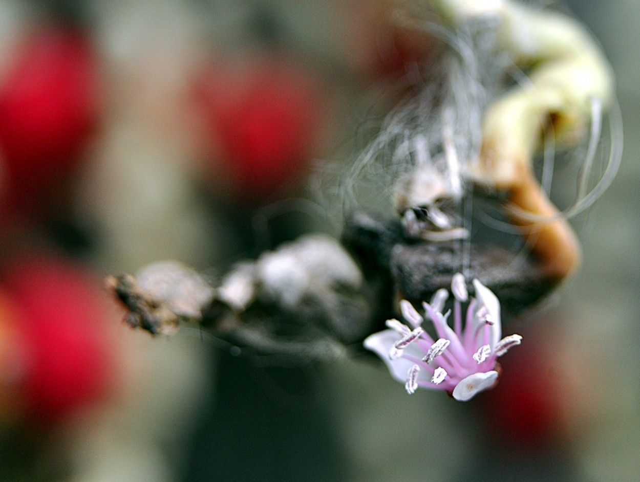 "Cada flor desabrocha em seu prprio ritmo......." de Decio Badari