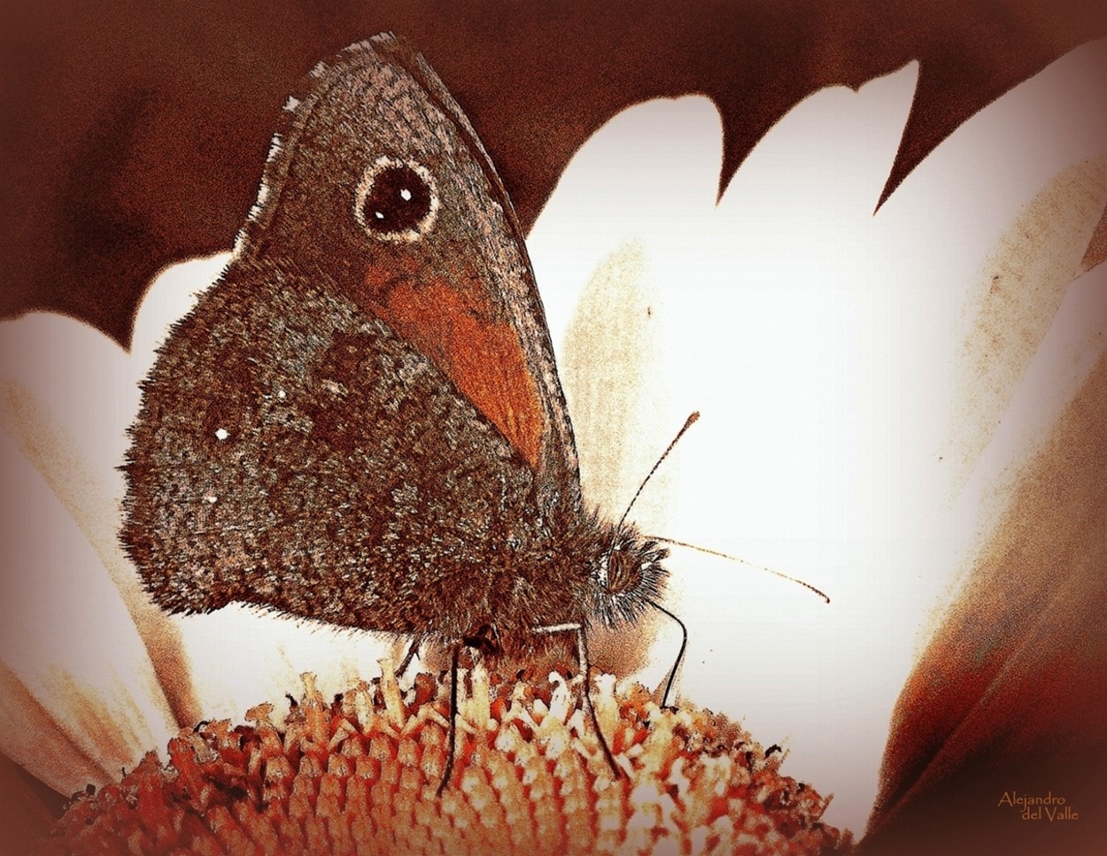 "Mariposa sobre margarita" de Alejandro del Valle