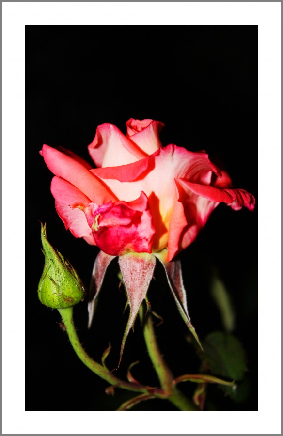 "Dos Rosas..." de Silvia Emilia Guerra