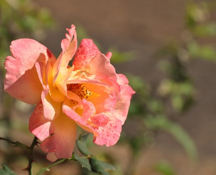 "Quando as rosas eram s cor de rosa.....fv.ler...." de Decio Badari