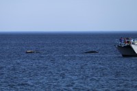 Observando las ballenas