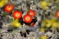 flor de jarilla y flor de cactus
