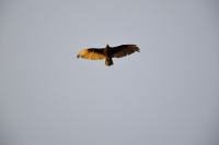 `el cuervo`