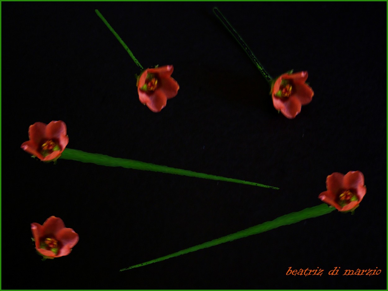 "flores disecadas" de Beatriz Di Marzio