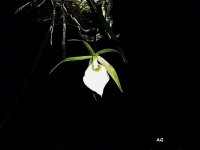 Angraecum, ( orquidea)