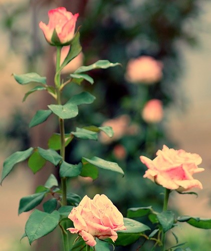 "As cores das antigas rosas......" de Decio Badari