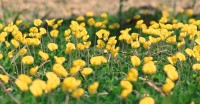 A `grama-amendoim` e sua pequeninas flores.....