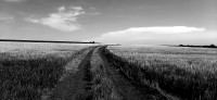 Camino del trigo